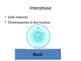 Interphase Cells matures Chromosomes in the nucleus Back 