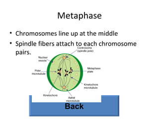 Metaphase Chromosomes line up at the middle  Spindle fibers attach to each chromosome pairs. Back 