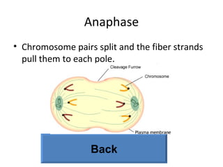 Anaphase Chromosome pairs split and the fiber strands pull them to each pole. Back 