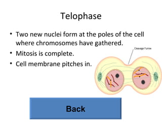 Telophase Two new nuclei form at the poles of the cell  where chromosomes have gathered. Mitosis is complete. Cell membrane pitches in. Back 