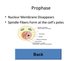 Prophase
• Nucleur Membrane Disappears
• Spindle Fibers Form at the cell’s poles
Back
 