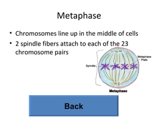 Metaphase
• Chromosomes line up in the middle of cells
• 2 spindle fibers attach to each of the 23
chromosome pairs
Back
 
