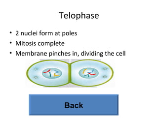 Telophase
• 2 nuclei form at poles
• Mitosis complete
• Membrane pinches in, dividing the cell
Back
 