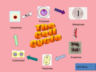 Interphase Prophase Cytokinesis Telophase Anaphase Metaphase The Cell Cycle End Show 