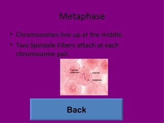 Metaphase Chromosomes line up at the middle. Two Spindale Fibers attach at each chromosome pair. Back 