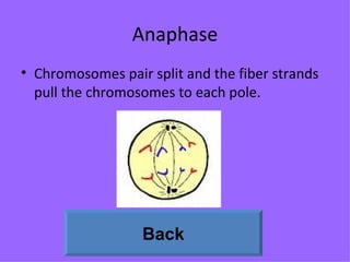 Anaphase Chromosomes pair split and the fiber strands pull the chromosomes to each pole. Back 
