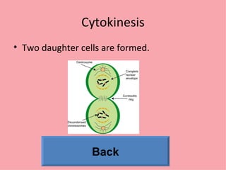 Cytokinesis Two daughter cells are formed. Back 