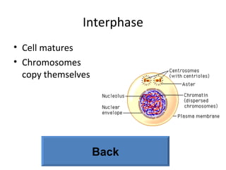 Interphase Cell matures Chromosomes copy themselves Back