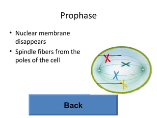 Prophase Nuclear membrane disappears Spindle fibers from the poles of the cell Back