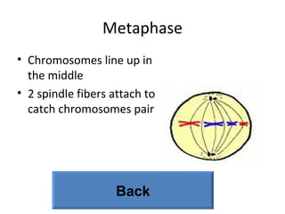 Metaphase Chromosomes line up in the middle 2 spindle fibers attach to catch chromosomes pair Back