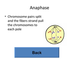 Anaphase Chromosome pairs split and the fibers strand pull the chromosomes to each pole Back