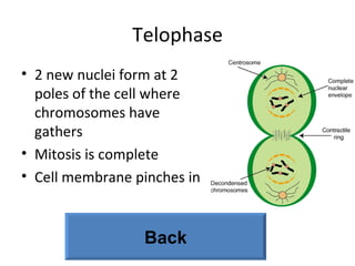 Telophase 2 new nuclei form at 2 poles of the cell where chromosomes have gathers Mitosis is complete Cell membrane pinches in Back