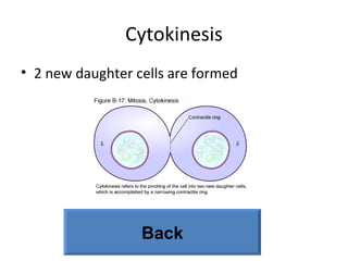 Cytokinesis 2 new daughter cells are formed Back