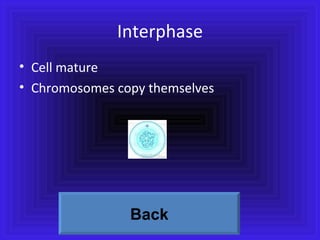 Interphase Cell mature Chromosomes copy themselves Back 