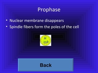 Prophase Nuclear membrane disappears  Spindle fibers form the poles of the cell Back 
