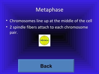 Metaphase Chromosomes line up at the middle of the cell 2 spindle fibers attach to each chromosome pair. Back 