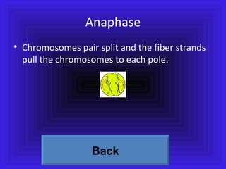 Anaphase Chromosomes pair split and the fiber strands pull the chromosomes to each pole. Back 