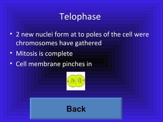 Telophase 2 new nuclei form at to poles of the cell were chromosomes have gathered  Mitosis is complete Cell membrane pinches in Back 