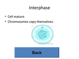 Interphase Cell mature. Chromosomes copy themselves. Back 