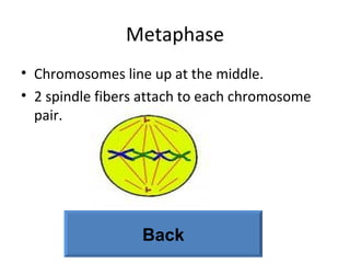 Metaphase Chromosomes line up at the middle.  2 spindle fibers attach to each chromosome pair. Back 