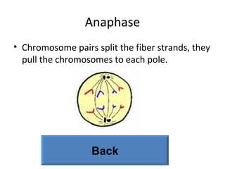Anaphase Chromosome pairs split the fiber strands, they pull the chromosomes to each pole. Back 