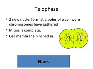 Telophase 2 new nuclei form at 2 poles of a cell were chromosomes have gathered. Mitios is complete. Cell membrane pinched in.  Back 