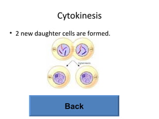Cytokinesis 2 new daughter cells are formed. Back 