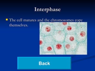 Interphase The cell matures and the chromosomes copy themselves. Back 