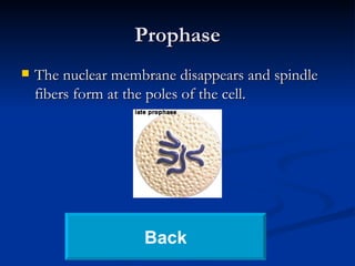 Prophase The nuclear membrane disappears and spindle fibers form at the poles of the cell. Back 