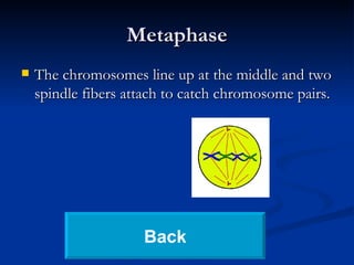 Metaphase The chromosomes line up at the middle and two spindle fibers attach to catch chromosome pairs. Back 
