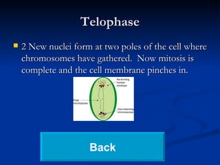 Telophase 2 New nuclei form at two poles of the cell where chromosomes have gathered.  Now mitosis is complete and the cell membrane pinches in. Back 