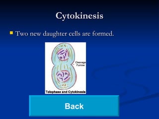 Cytokinesis Two new daughter cells are formed. Back 
