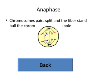 Anaphase Chromosomes pairs split and the fiber stand pull the chromosomes to each pole Back 