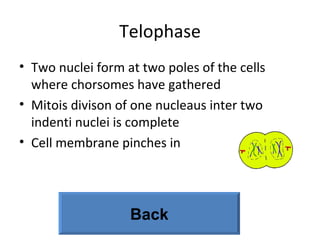Telophase Two nuclei form at two poles of the cells where chorsomes have gathered  Mitois divison of one nucleaus inter two indenti nuclei is complete  Cell membrane pinches in Back 