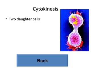 Cytokinesis Two daughter cells Back 