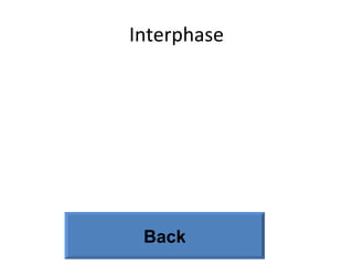 Interphase Back 