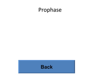 Prophase Back 