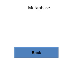 Metaphase Back 
