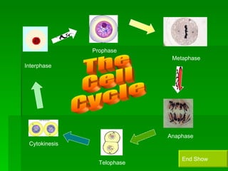 Interphase Prophase Cytokinesis Telophase Anaphase Metaphase The Cell Cycle End Show 
