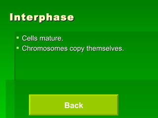 Interphase Cells mature. Chromosomes copy themselves. Back 