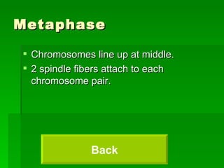 Metaphase Chromosomes line up at middle. 2 spindle fibers attach to each chromosome pair. Back 