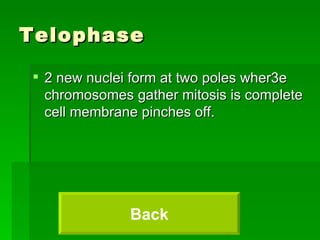 Telophase 2 new nuclei form at two poles wher3e chromosomes gather mitosis is complete cell membrane pinches off. Back 