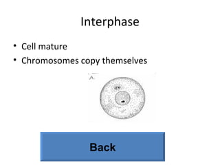 Interphase Cell mature Chromosomes copy themselves Back 