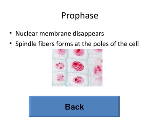 Prophase Nuclear membrane disappears Spindle fibers forms at the poles of the cell Back 