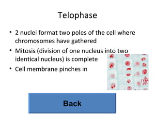 Telophase 2 nuclei format two poles of the cell where chromosomes have gathered  Mitosis (division of one nucleus into two identical nucleus) is complete  Cell membrane pinches in  Back 