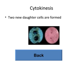 Cytokinesis Two new daughter cells are formed Back 