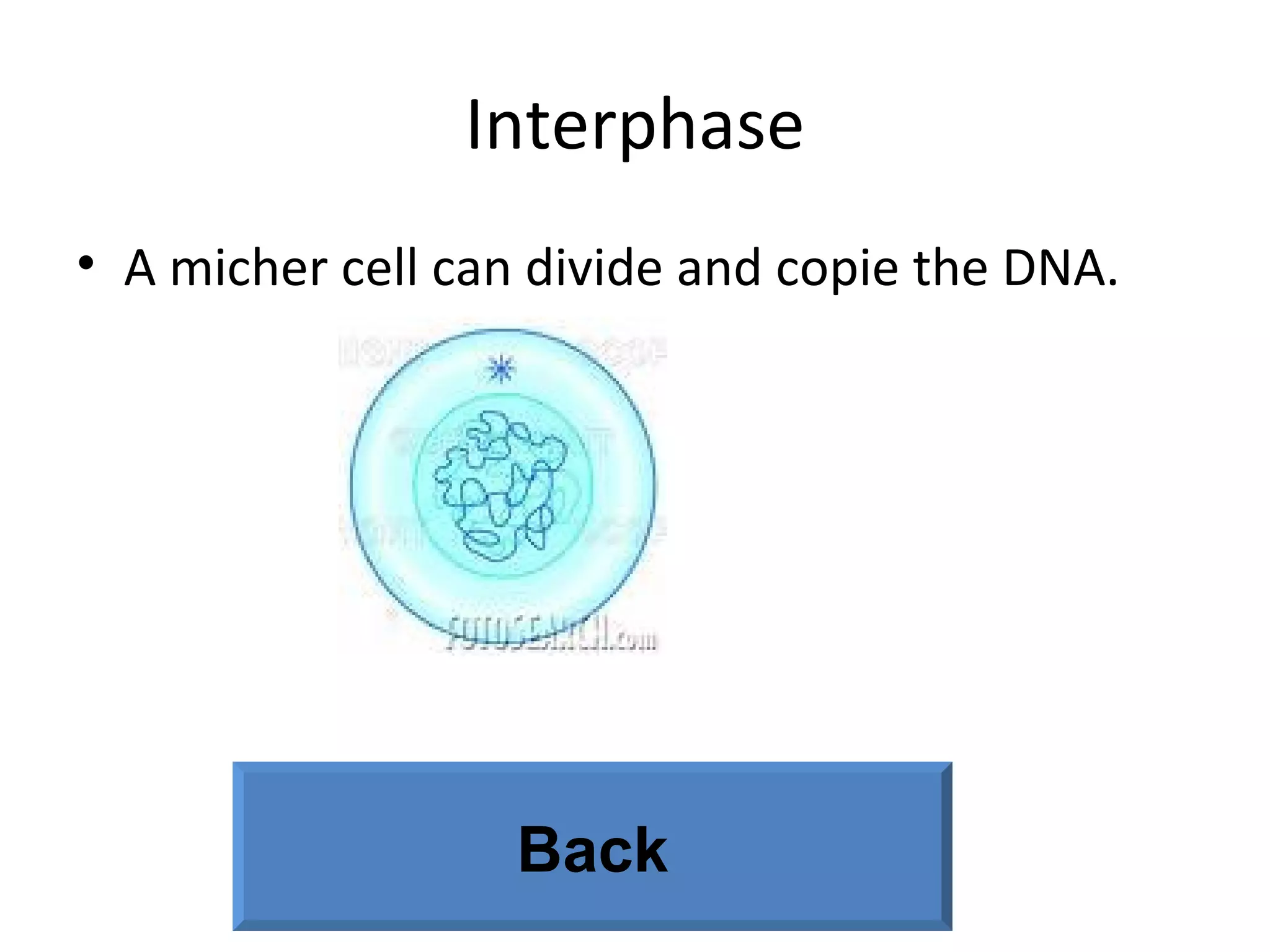 Interphase A micher cell can divide and copie the DNA. Back