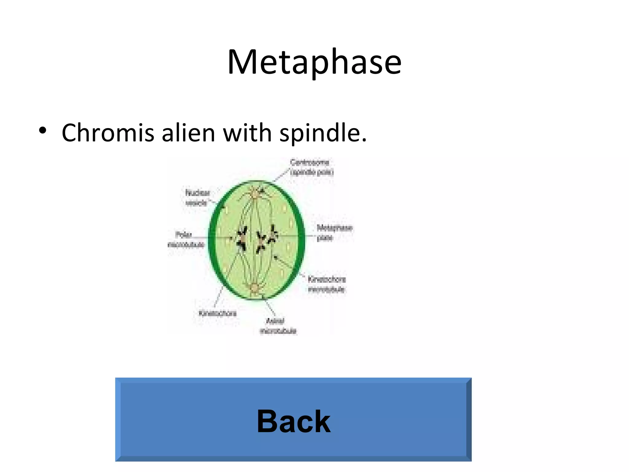 Metaphase Chromis alien with spindle. Back