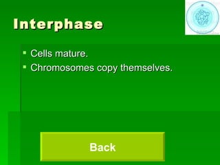 Interphase Cells mature. Chromosomes copy themselves. Back 