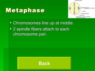 Metaphase Chromosomes line up at middle. 2 spindle fibers attach to each chromosome pair. Back 